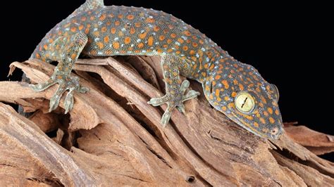 tokay gecko lifespan